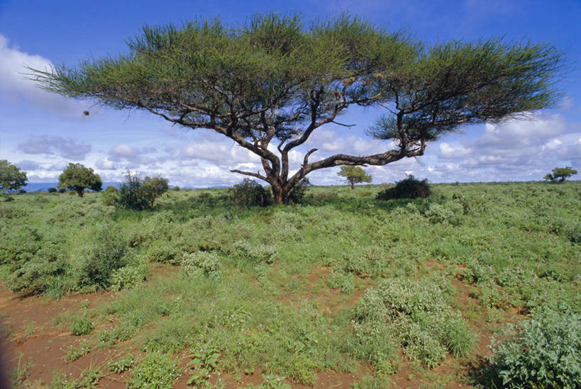无人,公园,横图,室外,白天,正面,度假,草地,草坪,美景,植物,城市风光,城市,非洲,肯尼亚,阴影,光线,影子,地平线,景观,云,云朵,辽阔,地面,云彩,娱乐,草,树,树木,蓝色,绿色,白云,蓝天,天空,阳光,天,享受,休闲,广阔,景色,放松,生长,晴朗,成长,一望无际,国家公园,延伸,天地相交,阿非利加洲,肯尼亚共和国,无边无际,一马平川,察沃国家公园,晴空,彩图
