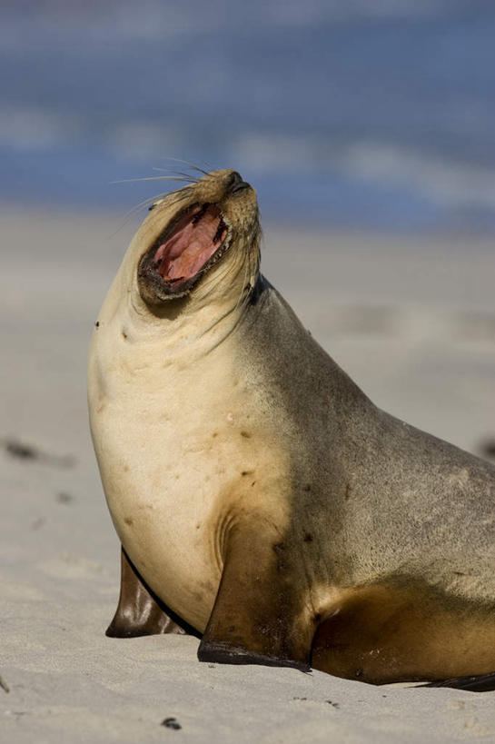 无人,竖图,室外,白天,侧面,旅游,度假,海浪,海洋,美景,沙滩,哺乳动物,海狮,野生动物,澳大利亚,阴影,光线,沙子,影子,海岸,景观,浪花,云,云朵,沙地,云彩,注视,娱乐,一只,蓝色,白云,蓝天,天空,阳光,自然,海水,动物,天,观察,看,趴着,享受,休闲,景色,放松,可爱,活泼,晴朗,观看,察看,关注,自然风光,大洋洲,澳洲,海景,南方大陆,澳大利亚联邦,袋鼠岛,坎加鲁岛,大海,风浪,海,海水的波动,海滩,近岸浪,涌浪,晴空,趴,半身,彩图