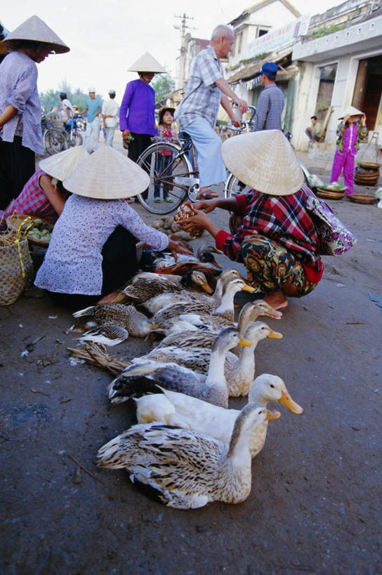 东方人,家,站,坐,蹲,竖图,室外,白天,侧面,度假,美景,城市风光,城市,自行车,鸟,帽子,越南,亚洲,一排,服装,整齐,鸟类,鸭,房屋,屋子,景观,许多人,注视,休闲装,黄种人,娱乐,楼房,家禽,住宅,车,脚踏车,排列,衣服,动物,遮阳帽,交通工具,观察,看,站着,一群人,享受,休闲,休闲服,景色,放松,服饰,东南亚,牲畜,观看,察看,队列,关注,载具,越南社会主义共和国,岘港市,男人,男性,年轻男性,年轻女性,女人,女性,亚洲人,蹲着,站立,坐着,彩图,全身,房子