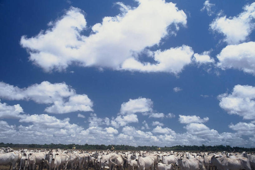 无人,农场,站,横图,俯视,室外,白天,旅游,度假,畜牧业,牧场,美景,牛,巴西,一群,许多,阴影,光线,影子,地平线,景观,云,云朵,辽阔,地面,很多,云彩,注视,娱乐,蓝色,白云,蓝天,天空,阳光,自然,动物,天,观察,看,站着,享受,休闲,广阔,家畜,景色,南美,放松,牲畜,晴朗,观看,一望无际,察看,南美洲,拉丁美洲,关注,自然风光,延伸,美洲,畜牧,巴西联邦共和国,天地相交,牧业,亚美利加洲,南亚美利加洲,帕拉,帕拉州,无边无际,一马平川,晴空,站立,彩图,高角度拍摄,全身