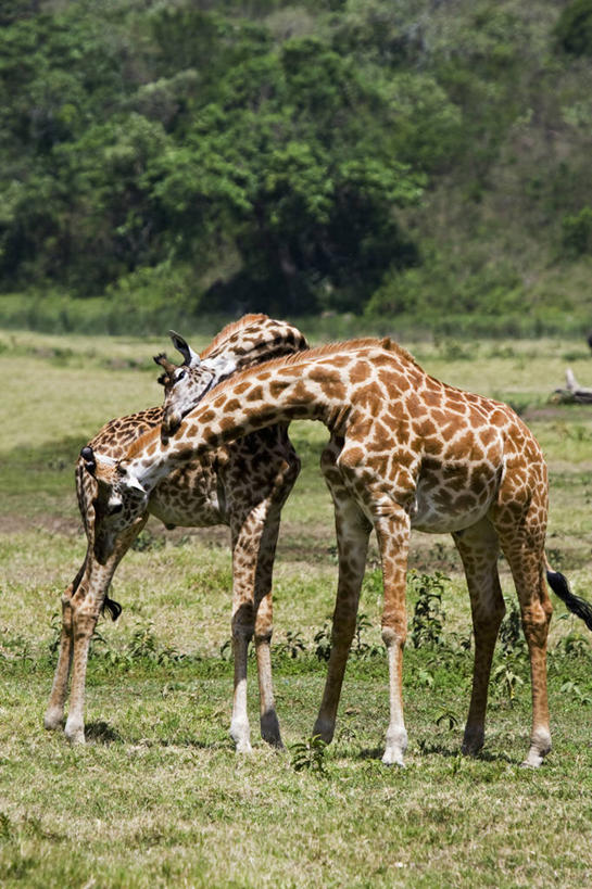 无人,竖图,室外,白天,友谊,哺乳动物,长颈鹿,野生动物,坦桑尼亚,连接,动物,两只,摄影,阿鲁沙国家公园,亲吻,彩图