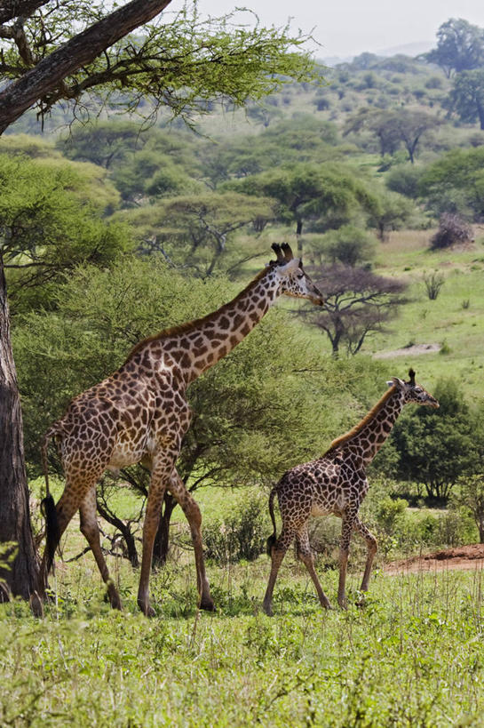 无人,竖图,室外,白天,侧面,哺乳动物,长颈鹿,野生动物,坦桑尼亚,斑点,绿色,动物,两只,摄影,保护,责任,步行,彩图,弱点