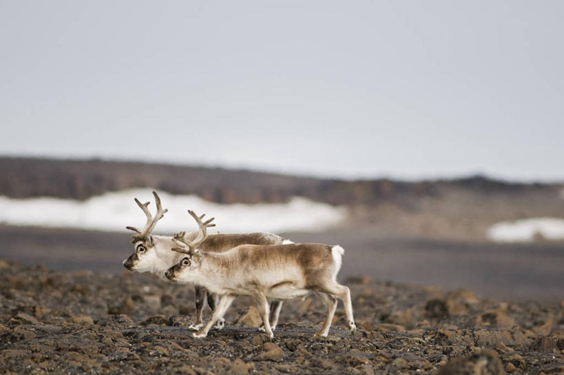 无人,横图,室外,白天,留白,侧面,幸福,北极,全球变暖,哺乳动物,鹿,野生动物,挪威,自然,动物,两只,可爱,摄影,活泼,食草动物,吉祥,生物学,鹿角,进取,角鹿,斯瓦尔巴德群岛,海滩,群岛,驯鹿,步行,彩图,挪威驯鹿,斯瓦尔巴德群岛驯鹿,斯瓦尔巴德驯鹿