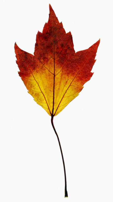 无人,竖图,俯视,特写,白色背景,美景,叶子,科学,景观,一个,红色,自然,景色,摄影,单个,生物学,自然风光,红花槭,秋天,彩图,高角度拍摄,影棚拍摄