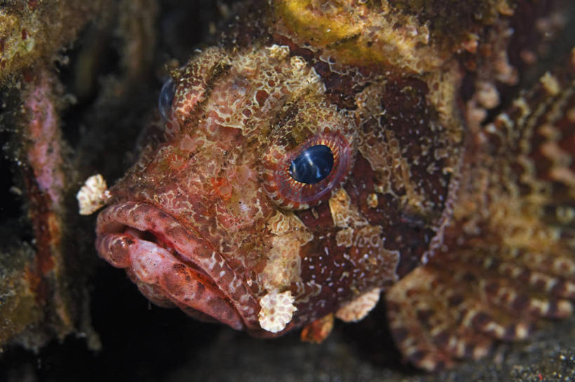 无人,横图,特写,正面,水下,野生动物,印度尼西亚,科学,摄影,北苏拉威西,蓑鲉,彩图