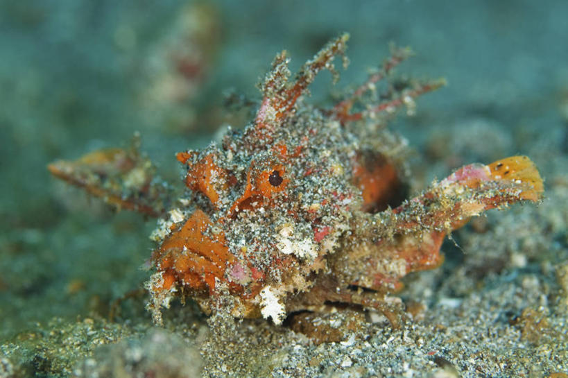 无人,横图,侧面,水下,野生动物,印度尼西亚,科学,摄影,鲉,北苏拉威西,伪装,彩图