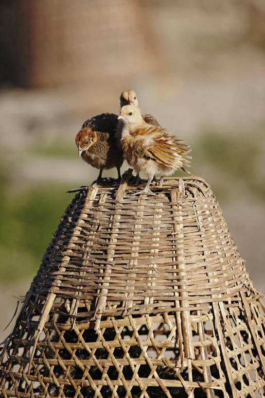 无人,横图,俯视,室外,哺乳动物,野生动物,羊,美国,科学,大峡谷,自然,动物,可爱,摄影,活泼,生物学,亚利桑那,国家公园,公羊,觅食,大角羊,大峡谷国家公园,盘角羊,盘羊,绵羊,彩图,高角度拍摄