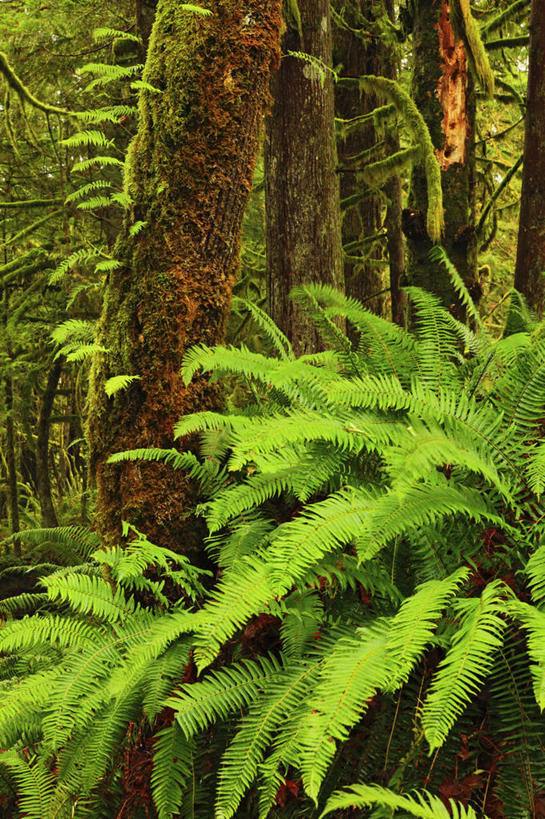 无人,竖图,室外,白天,美国,苔藓,树,绿色,摄影,蕨类,彩图