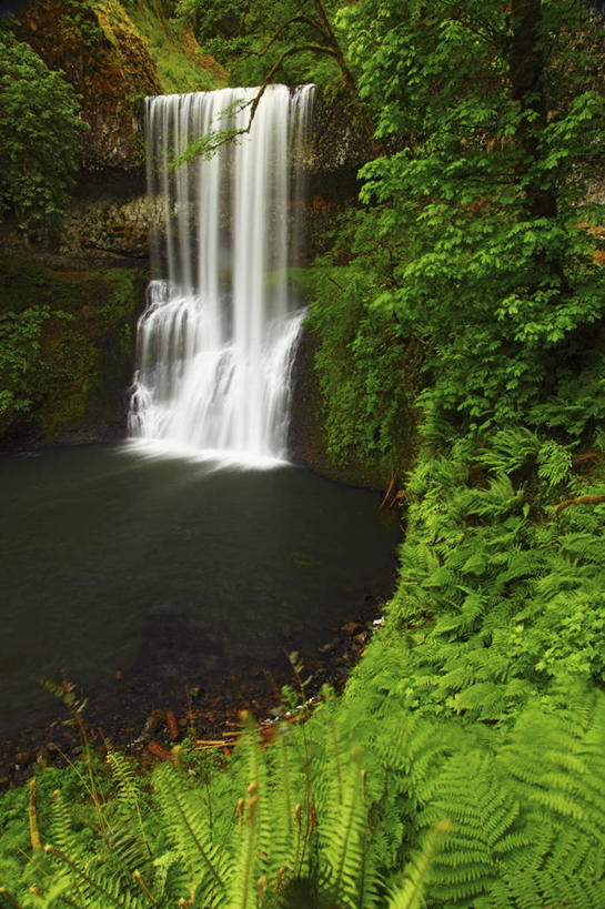 无人,竖图,室外,白天,瀑布,美国,地形,树,摄影,蕨类,清新,纯净,俄勒冈州,地质学,彩图