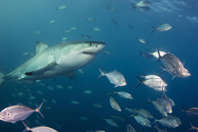 无人,横图,水下,鲨鱼,野生动物,澳大利亚,科学,鱼群,捕食,鱼类,动物,摄影,大白鲨,南澳大利亚,危险,彩图,杰克鱼