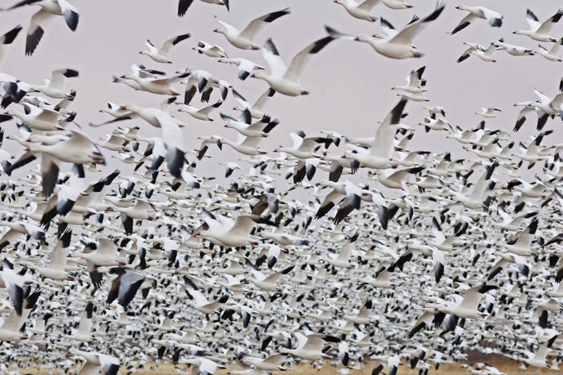 无人,横图,室外,鹅,野生动物,美国,许多,科学,鸟类,很多,飞,自然,动物,摄影,水禽,迁徙,生物学,雪雁,北美,北美洲,美洲,新墨西哥,新墨西哥州,北亚美利加洲,亚美利加洲,迷人之地,迷人之州,国家野生动物保护区,博斯克德尔阿帕奇国家野生动物保护区,彩图,美利坚合众国