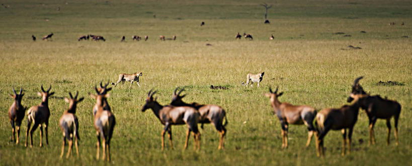 无人,公园,横图,全景,室外,旅游,野生动物,非洲,肯尼亚,捕食,风景,自然,动物,平原,摄影,生物学,国家公园,生存,阿非利加洲,肯尼亚共和国,马赛马拉国家公园,转角牛羚,猎豹,彩图,旅行,马赛马拉,马赛马拉国家保护区,马赛马拉国家野生动物保护区,动物行为,动物学