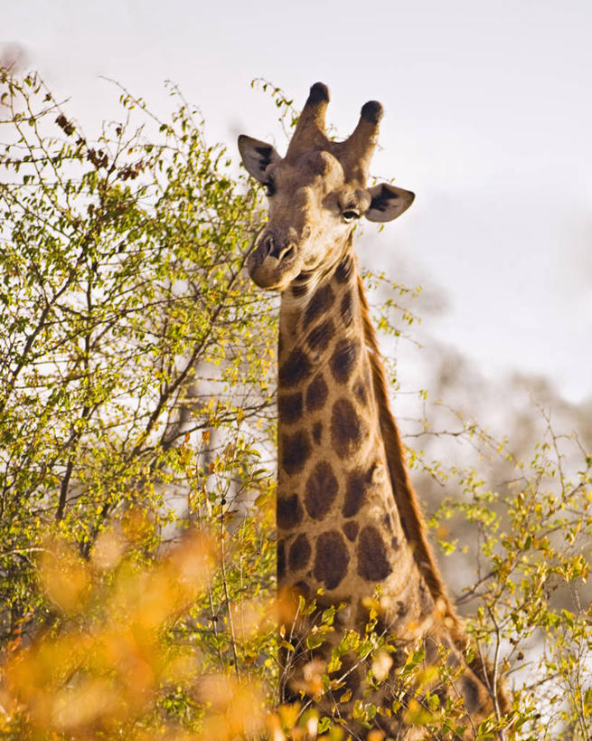 无人,竖图,长颈鹿,野生动物,南非,动物,摄影,普马兰加省,颈,彩图