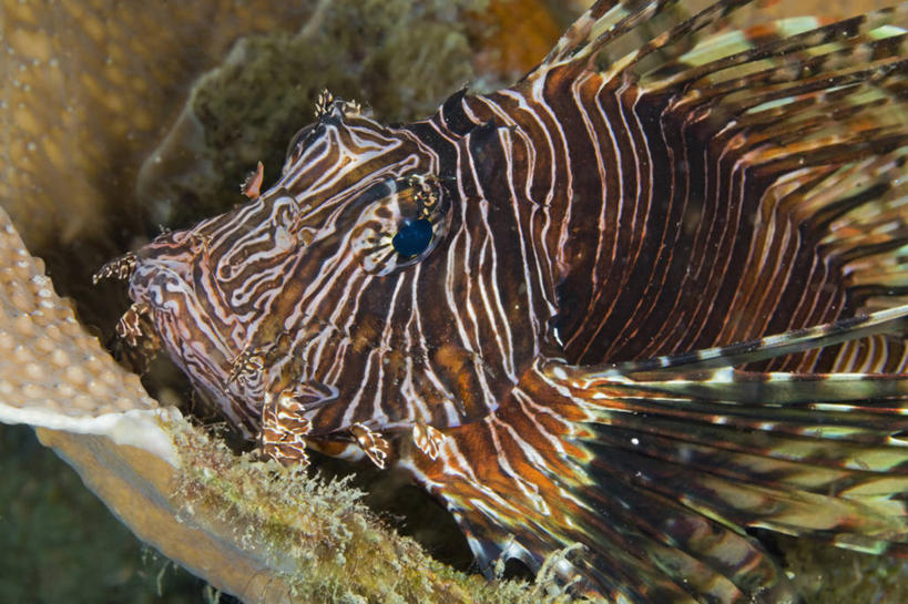 无人,横图,特写,旅游,度假,水下,海洋,野生动物,巴布亚新几内亚,科学,娱乐,鱼类,自然,动物,享受,休闲,放松,摄影,生态,生物学,蓑鲉,彩图,旅行,动物学