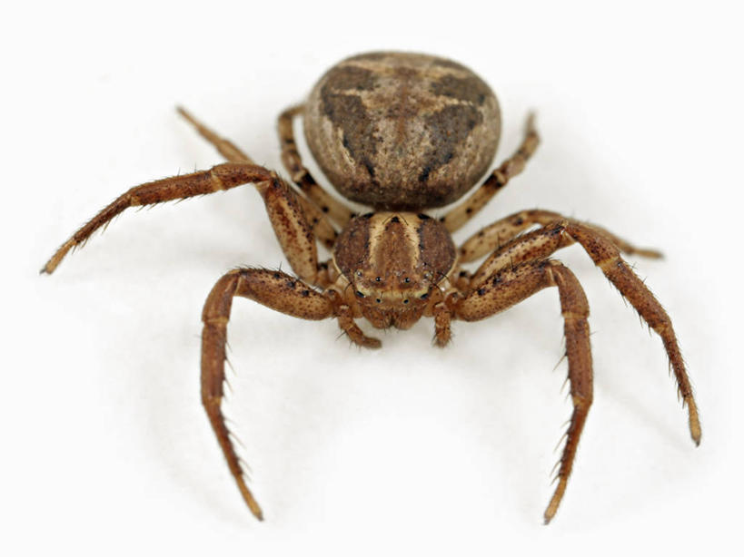 无人,横图,特写,白色背景,正面,神秘,野生动物,欧洲,科学,捕食,蜘蛛,无脊椎动物,动物,摄影,影棚,生物学,摄影棚,节肢动物,蟹蛛,彩图,影棚拍摄,拍摄,动物学