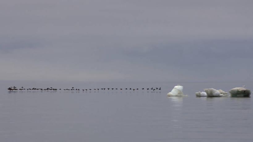 无人,横图,室外,白天,留白,北极,水,全球变暖,野生动物,美国,一排,许多,整齐,鸟类,鸭子,冰,海岸线,很多,飞,排列,自然,动物,浮冰,摄影,气象,水禽,迁徙,生物学,气候,队列,绒鸭,彩图,波弗特海