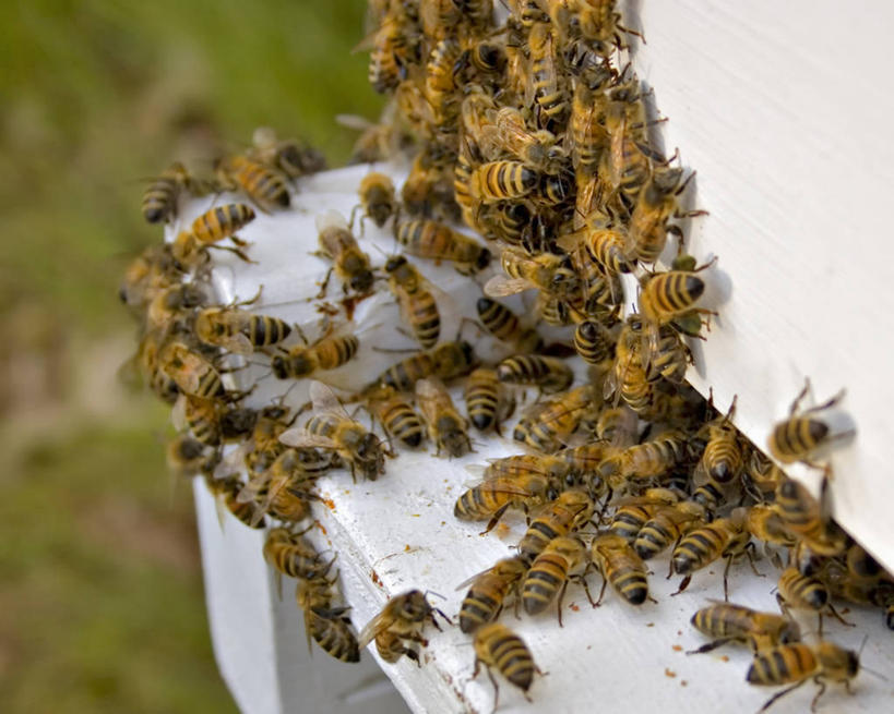 蜂蜜,无人,横图,室外,特写,白天,农业,蜜蜂,昆虫,梳子,动物,摄影,保护,蜡,饲养,益虫,蜂箱,彩图,蜂蜡