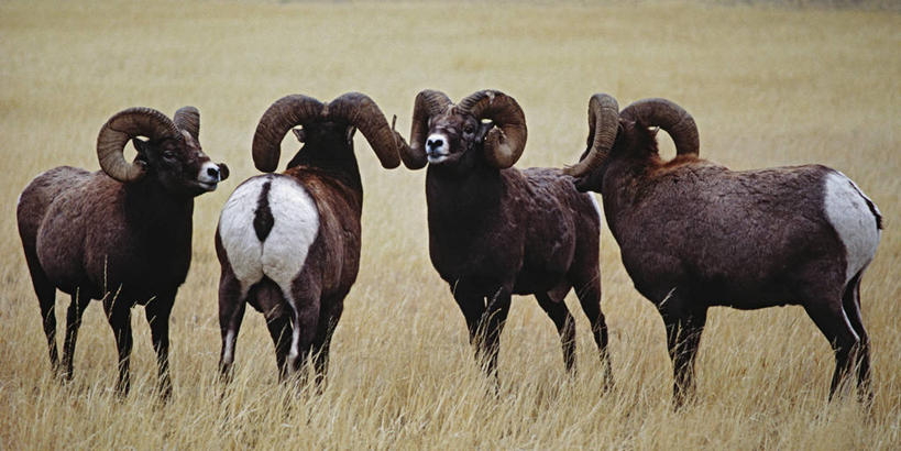 无人,横图,全景,室外,白天,野生动物,羊,美国,四只,草,动物,平原,可爱,力量,摄影,活泼,领导,北美,北美洲,公羊,美洲,进攻,大角羊,怀俄明,黄石公园,北亚美利加洲,亚美利加洲,盘角羊,盘羊,把握,彩图,美利坚合众国,掌控