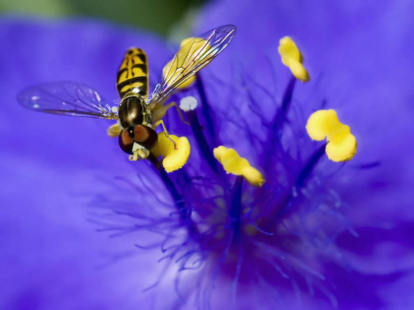 无人,横图,室外,特写,白天,蜜蜂,科学,翅膀,昆虫,花,花瓣,自然,摄影,雄蕊,花粉,授粉,彩图