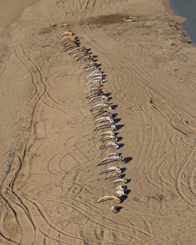 无人,竖图,俯视,航拍,室外,白天,北极,全球变暖,哺乳动物,野生动物,美国,一排,整齐,捕食,沙子,海岸线,骨头,排列,动物,摄影,鲸,迁徙,生物学,鸟瞰,队列,北极露脊鲸,海滩,彩图,高角度拍摄,白令海