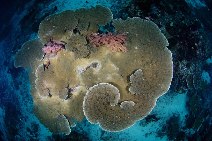 无人,横图,俯视,鱼眼镜头,水下,野生动物,印度尼西亚,科学,珊瑚,摄影,生物学,西巴布亚省,暗礁,彩图,高角度拍摄