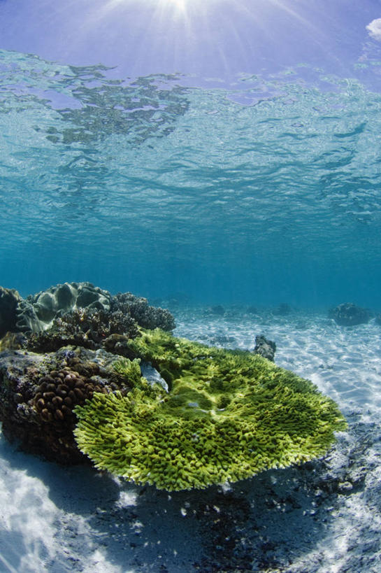 无人,竖图,鱼眼镜头,水下,野生动物,日光,印度尼西亚,科学,珊瑚,无脊椎动物,摄影,宁静,生物学,硬珊瑚,西巴布亚省,彩图