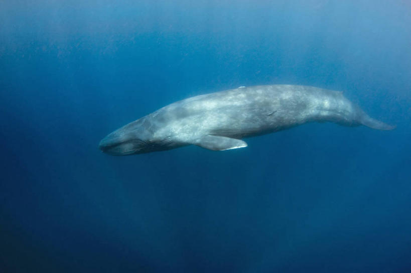 游泳,无人,横图,白天,水下,海洋,野生动物,斯里兰卡,动物,摄影,鲸,巨大,庞大,印度洋,蓝鲸,宏大,硕大,伟大,彩图