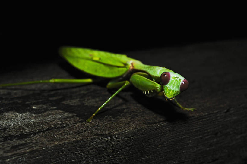 无人,横图,室外,特写,白天,野生动物,马来西亚,亚洲,科学,昆虫,螳螂,绿色,自然,动物,摄影,东南亚,婆罗洲岛,马来西亚联邦,沙巴州,彩图