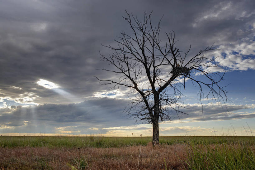 无人,横图,室外,白天,神秘,美景,野生动物,科学,鸟类,鸟巢,景观,枝,树,自然,平原,景色,摄影,宁静,怪异,自然风光,积雨云,生存,科罗拉多州,惊骇,雷雨,气象学,母鸡,老鹰,彩图,动物行为