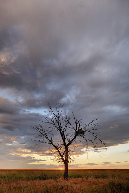 无人,竖图,室外,白天,神秘,美景,日落,野生动物,鸟类,鸟巢,景观,枝,小鸟,飞,树,自然,动物,平原,景色,摄影,生长,宁静,怪异,自然风光,生存,科罗拉多州,惊骇,母鸡,老鹰,彩图,动物行为