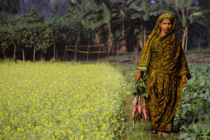 中年人,一个人,横图,室外,农业,蔬菜,孟加拉国,亚洲,仅一个女性,仅一个人,工作,田地,食品,饮食,仅一个中年女性,金融,摄影,运送,南亚,孟加拉人民共和国,女人,女性,中年女性,彩图