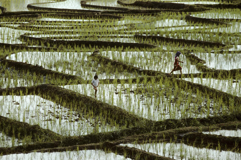 儿童,两个人,横图,室外,白天,纯洁,农业,马来西亚,稻田,可爱,童年,童趣,摄影,生长,童真,烂漫,无邪,天真,女孩,彩图,马来文化