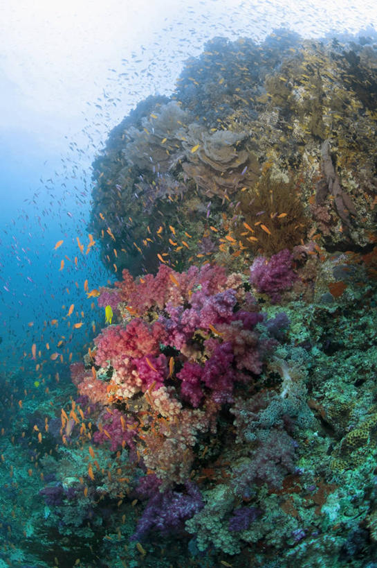 无人,竖图,水下,海洋,斐济,一群,许多,鱼群,珊瑚,很多,摄影,太平洋,软珊瑚,南太平洋,彩图