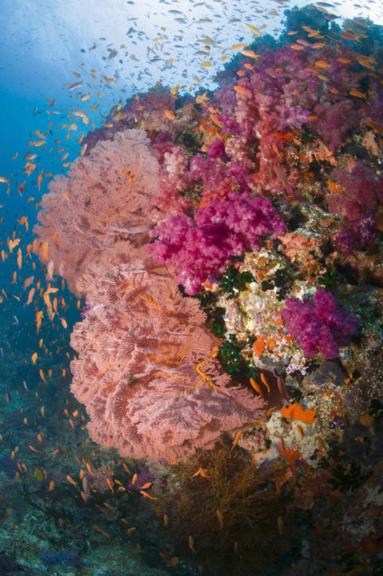 无人,竖图,水下,海洋,斐济,一群,许多,鱼群,珊瑚,很多,摄影,太平洋,软珊瑚,南太平洋,彩图