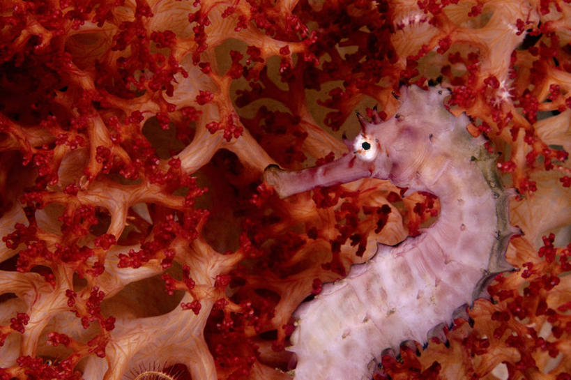 无人,横图,特写,侧面,水下,海洋,印度尼西亚,珊瑚,红色,摄影,海马,印度洋,软珊瑚,彩图