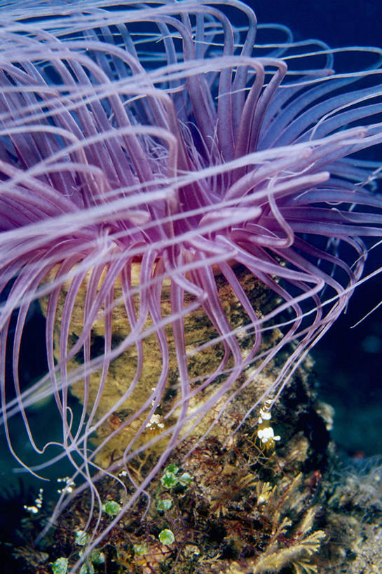 无人,竖图,特写,水下,海洋,印度尼西亚,触须,虾,紫色,摄影,热带气候,彩图,巴厘