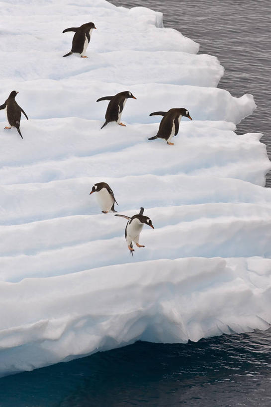 无人,跳,竖图,室外,白天,冰山,海洋,水,企鹅,鸟类,冰,自然,寒冷,摄影,气象,幽默,气候,南极洲,巴布亚企鹅,南极半岛,杰拉许海峡,彩图