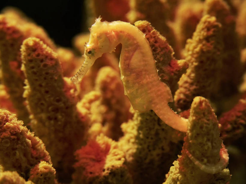 无人,横图,特写,水下,美景,印度尼西亚,菲律宾,马来西亚,珊瑚,景观,黄色,自然,动物,景色,摄影,海马,自然风光,彩图,动物学