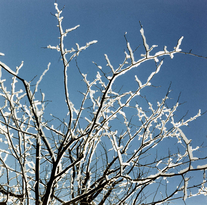 无人,横图,室外,白天,仰视,旅游,度假,美景,雪,植物,大雪,霜冻,瑞典,欧洲,阴影,光线,影子,积雪,景观,雪景,冬季,冬天,枝条,娱乐,树,树木,树枝,蓝色,蓝天,天空,阳光,自然,天,享受,休闲,景色,放松,寒冷,晴朗,斯堪的纳维亚,自然风光,北欧,斯堪的纳维亚半岛,万里无云,严寒,瑞典王国,虬枝,枝杈,晴空,晴空万里,彩图,低角度拍摄