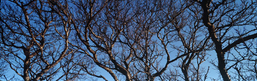 无人,横图,全景,室外,白天,仰视,旅游,度假,美景,植物,欧洲,冰岛,阴影,曲折,光线,影子,景观,枝条,娱乐,树,树木,树枝,蓝色,蓝天,天空,阳光,自然,天,享受,休闲,景色,放松,盘曲,晴朗,自然风光,北欧,万里无云,冰岛共和国,虬枝,枝杈,晴空,晴空万里,彩图,低角度拍摄