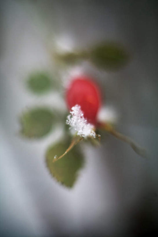 无人,竖图,俯视,室内,特写,白天,植物,浆果,水果,阴影,朦胧,模糊,新鲜,光线,影子,灯光,桑葚,桑椹,生食,食品,果实,枝条,霜,树,树木,树枝,食物,一个,红色,覆盆子,有机食品,绿色食品,冷藏,单个,凝聚,凝结,固结,凝固,凝集,虬枝,枝杈,彩图,高角度拍摄