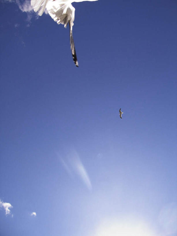 无人,竖图,室外,白天,仰视,旅游,度假,美景,海鸟,海鸥,鸟,羽毛,飞翔,伸展,张开,展翅,阴影,轻盈,柔软,飞行,光线,翅膀,鸟类,影子,景观,云,云朵,翱翔,云彩,注视,娱乐,飞,一只,蓝色,白色,白云,蓝天,天空,阳光,自然,天,观察,看,享受,休闲,景色,放松,晴朗,观看,察看,关注,自然风光,张开翅膀,轻柔,展开翅膀,炫光,晴空,半身,彩图,低角度拍摄