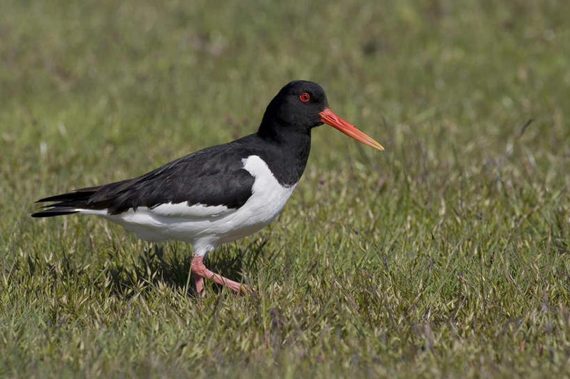 无人,站,横图,室外,白天,侧面,草地,草坪,美景,植物,鸟,羽毛,阴影,轻盈,柔软,平静,光线,鸟类,影子,景观,注视,草,一只,绿色,黑色,阳光,自然,观察,看,站着,景色,安静,观看,宁静,察看,关注,静谧,自然风光,轻柔,沉静,恬静,安祥,僻静,清静,太平,海喜鹊,蛎鹬,站立,彩图,全身