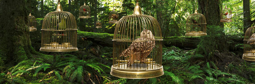 无人,站,横图,室外,白天,正面,旅游,度假,美景,树林,植物,猫头鹰,鸟,野生动物,加拿大,许多,吊挂,悬挂,阴影,光线,鸟类,影子,景观,鸟笼,挂,注视,娱乐,树,树木,绿色,阳光,自然,动物,观察,看,站着,享受,休闲,景色,放松,生长,成长,观看,察看,北美,北美洲,关注,自然风光,美洲,凶猛,北亚美利加洲,亚美利加洲,卑诗省,不列颠哥伦比亚,不列颠哥伦比亚省,温哥华岛,残暴,凶残,鸮,枭,站立,半身,彩图