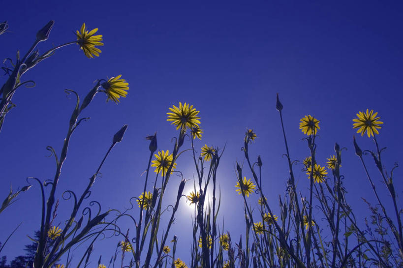 无人,横图,室外,白天,仰视,旅游,度假,美景,太阳,加拿大,许多,阴影,盛开,透明,光线,影子,景观,很多,辉煌,凌乱,花蕾,娱乐,花,花瓣,花朵,鲜花,黄色,蓝色,蓝天,天空,阳光,自然,天,花苞,花蕊,享受,休闲,健康,景色,放松,活泼,晴朗,希望,暖色,混乱,北美,北美洲,自然风光,美洲,光辉,万里无云,北亚美利加洲,亚美利加洲,光明,功名,轻快,纷乱,缭乱,庞杂,晴空,晴空万里,彩图,低角度拍摄