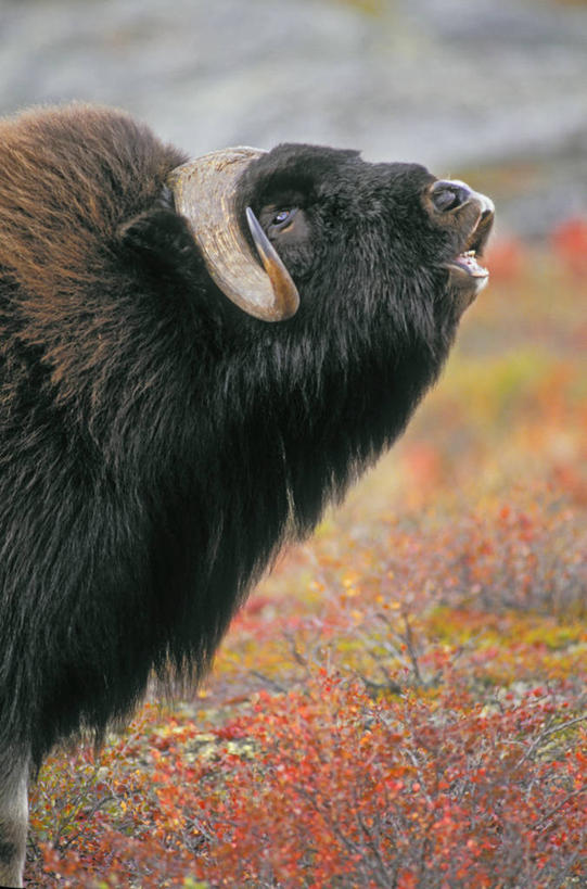 无人,站,竖图,室外,白天,侧面,旅游,度假,美景,牛,野生动物,许多,阴影,盛开,光线,影子,景观,很多,凌乱,花蕾,注视,娱乐,花,花瓣,花朵,鲜花,一只,阳光,自然,动物,花苞,花蕊,观察,看,站着,张嘴,享受,休闲,景色,放松,可爱,牲畜,观看,察看,混乱,关注,自然风光,麝香牛,张大嘴巴,麝牛,纷乱,缭乱,庞杂,张开嘴,站立,半身,彩图