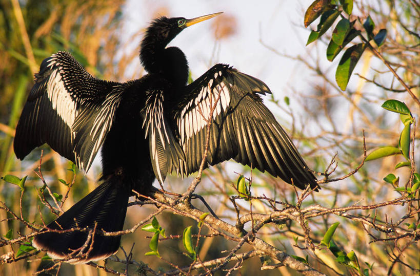 无人,站,横图,室外,特写,白天,旅游,度假,美景,森林,树林,植物,鸟,叶子,美国,伸展,张开,展翅,阴影,朦胧,模糊,光线,翅膀,鸟类,影子,景观,绿叶,注视,娱乐,树,树木,一只,背面,绿色,天空,阳光,自然,天,观察,看,站着,享受,休闲,嫩叶,景色,放松,生长,成长,观看,察看,北美,北美洲,关注,自然风光,美洲,张开翅膀,佛罗里达,佛罗里达州,佛州,阳光州,北亚美利加洲,亚美利加洲,展开翅膀,蛇鸟,叶,叶片,站立,彩图,全身