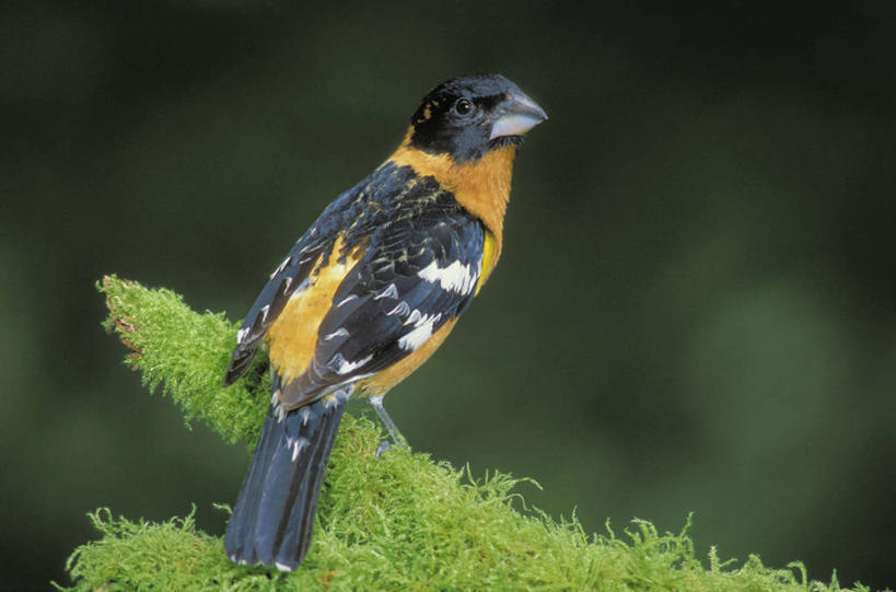 无人,站,横图,俯视,室外,特写,白天,草地,草坪,美景,植物,鸟,羽毛,阴影,轻盈,柔软,平静,光线,鸟类,影子,景观,注视,草,一只,黄色,绿色,黑色,阳光,自然,观察,看,站着,景色,安静,栖息,观看,宁静,察看,关注,静谧,自然风光,轻柔,沉静,蜡嘴雀,铁嘴蜡子,锡嘴雀,恬静,安祥,僻静,清静,太平,栖身,站立,彩图,高角度拍摄,全身