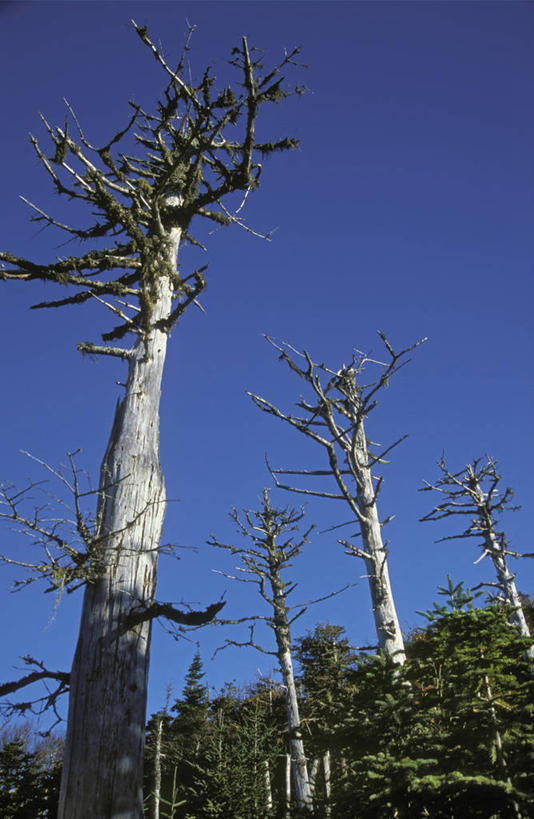 无人,竖图,室外,白天,仰视,美景,森林,树林,植物,加拿大,阴影,高耸,平静,光线,影子,景观,树,树木,蓝色,绿色,蓝天,天空,阳光,自然,天,景色,安静,生长,晴朗,成长,宁静,北美,北美洲,静谧,自然风光,美洲,万里无云,北亚美利加洲,亚美利加洲,沉静,恬静,安祥,僻静,清静,太平,挺拔,晴空,晴空万里,彩图,低角度拍摄