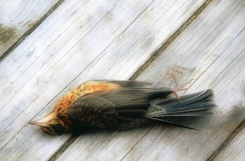 无人,躺,横图,俯视,室外,特写,白天,桌面,桌子,鸟,阴影,光线,木制,鸟类,纹理,影子,一只,阳光,木制品,死亡,卧着,躺着,卧,彩图,高角度拍摄,全身